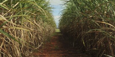 CMN aumenta remuneração para 3% no 5º leilão do Eco Invest Brasil