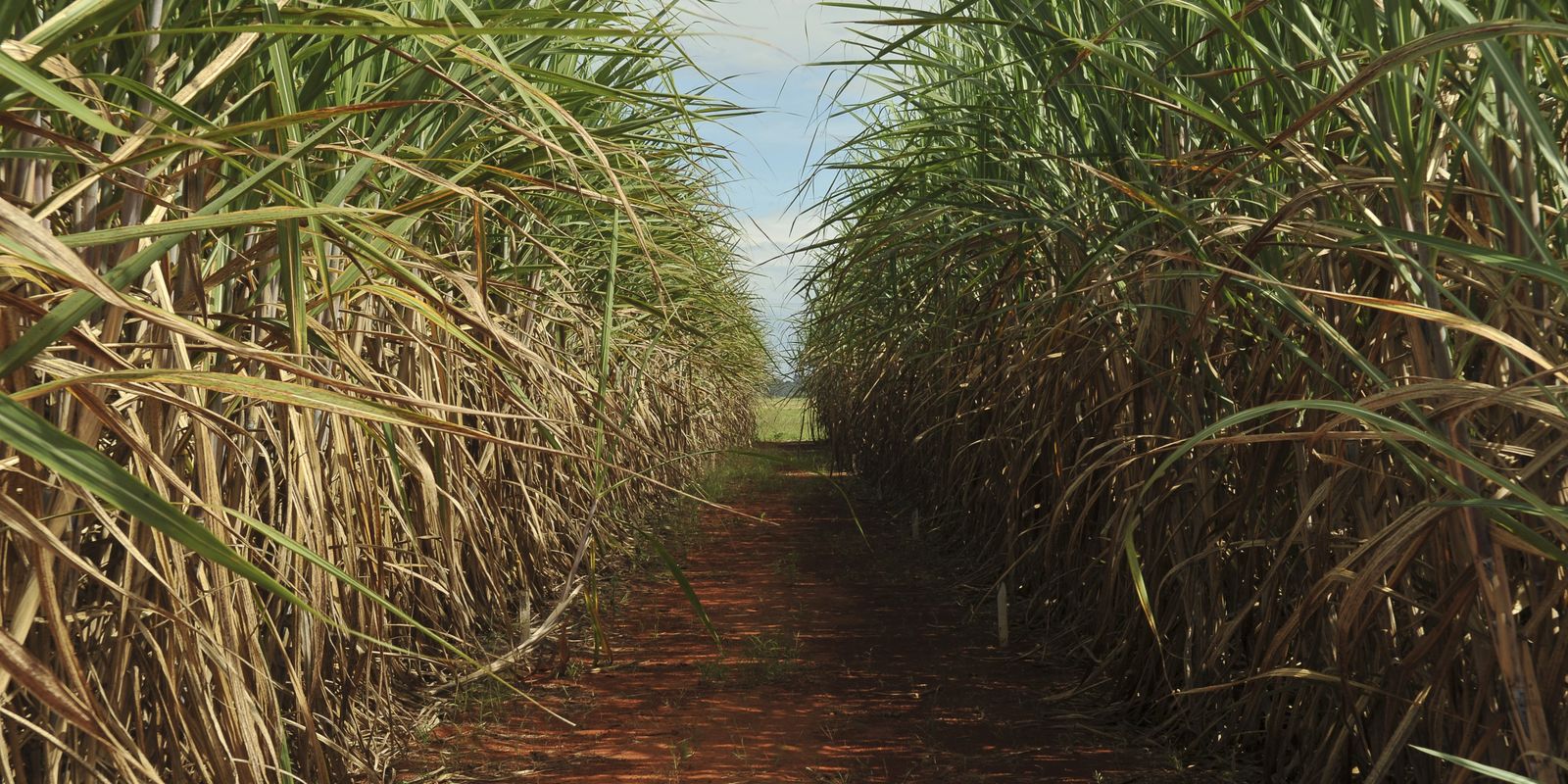 CMN aumenta remuneração para 3% no 5º leilão do Eco Invest Brasil