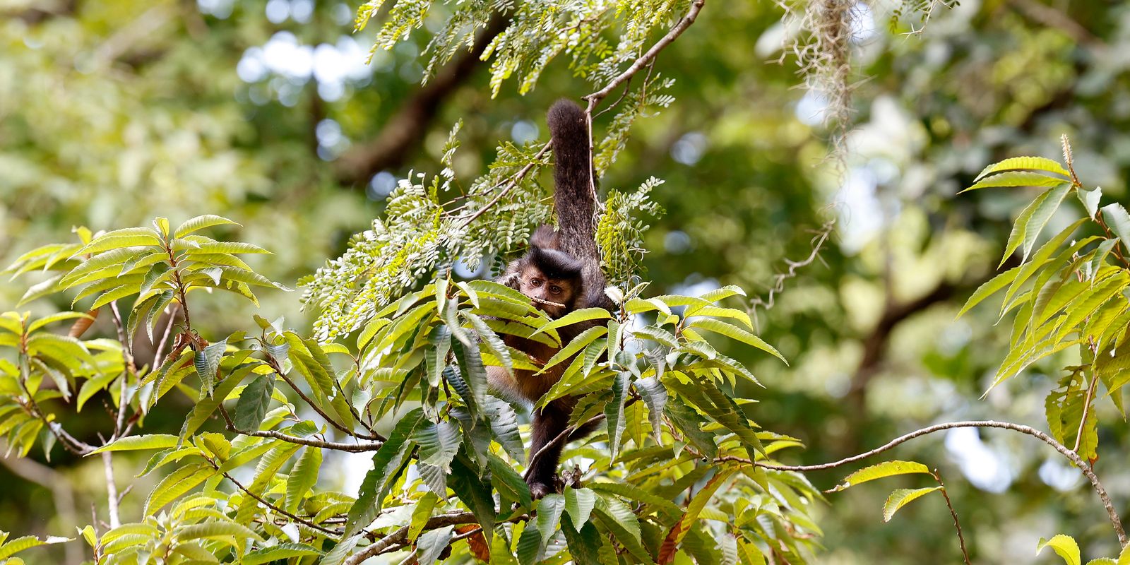 Rede de ONGs pressiona candidatos a reconhecer direitos da natureza em 2026