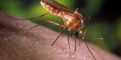 São Paulo registra primeiros casos humanos de febre do Nilo