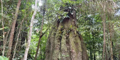 Caracaraí protege 14 mil ha e avança para venda de carbono