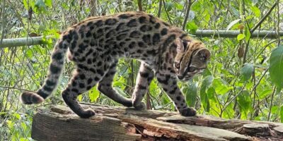Cientistas descrevem nova espécie de felino: Leopardus tilcayo