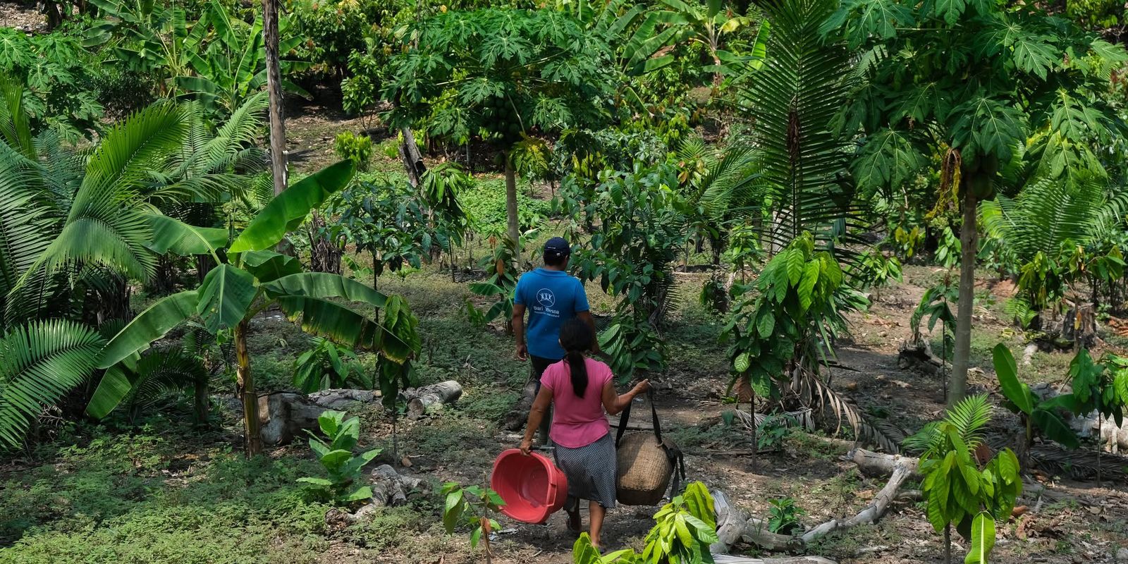COP17: Secas e cheias põem em risco terras e saberes na América Latina