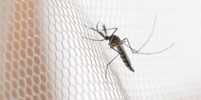 Dengue dispara em Araçatuba, Presidente Prudente e São José do Rio Preto