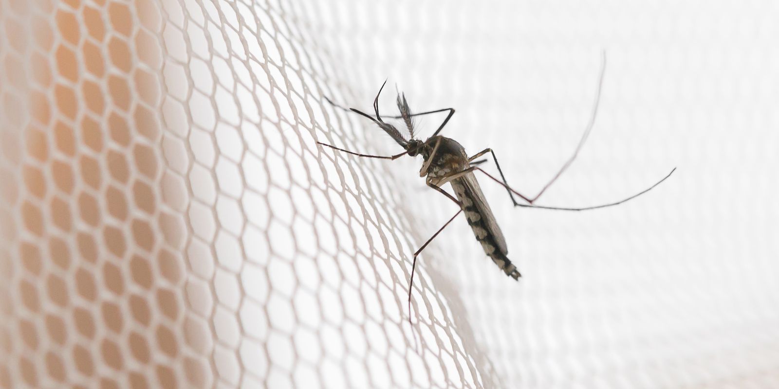 Dengue dispara em Araçatuba, Presidente Prudente e São José do Rio Preto