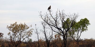 Desmatamento no Cerrado cai 18,9% em agosto, mostra Inpe