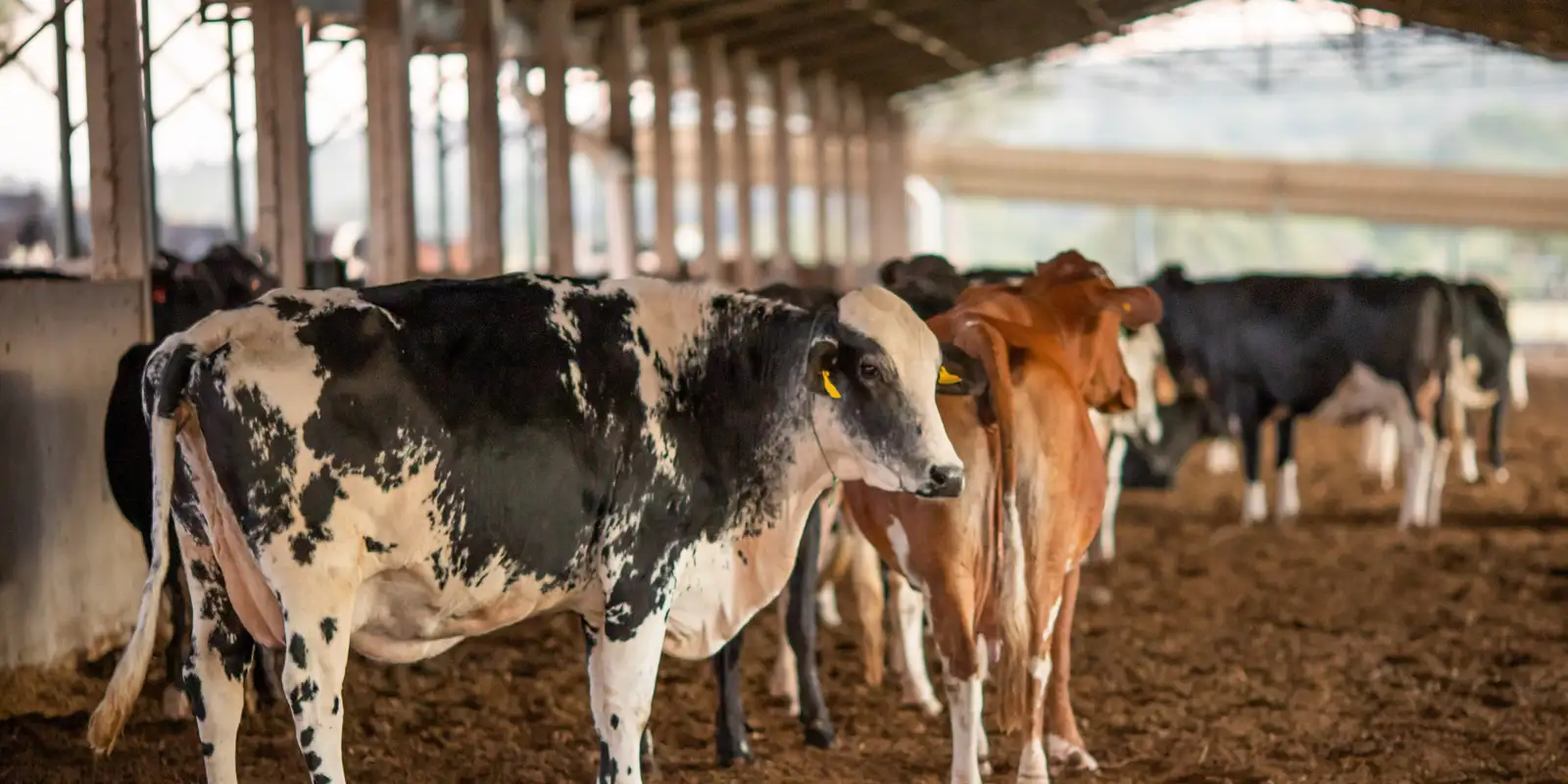 Europa bloqueia importações de carnes, mel e ovos do Brasil