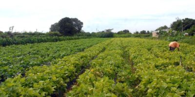 Governo libera R$ 64,3 mi para compra de alimentos e ações indígenas