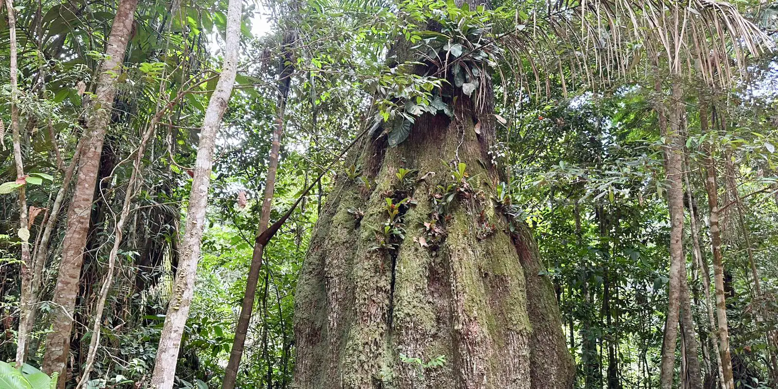 Lula cria quatro reservas sustentáveis no Amazonas e protege 669 mil ha