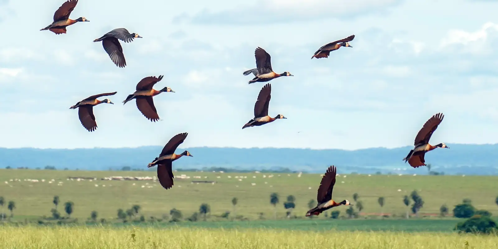 Países devem investir US$ 1,3 tri/ano para salvar a biodiversidade