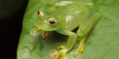 Pesquisadores descrevem rã-de-vidro Vitreorana micaelae em Luziânia (GO)
