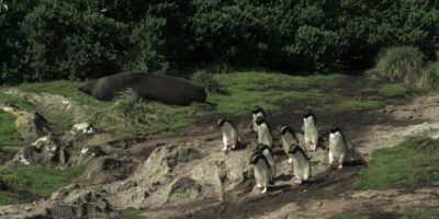 TV Brasil lança 'Criaturas do Grande Azul' com imagens inéditas do oceano