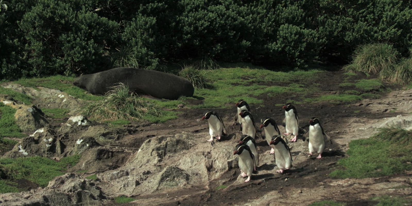 TV Brasil lança 'Criaturas do Grande Azul' com imagens inéditas do oceano