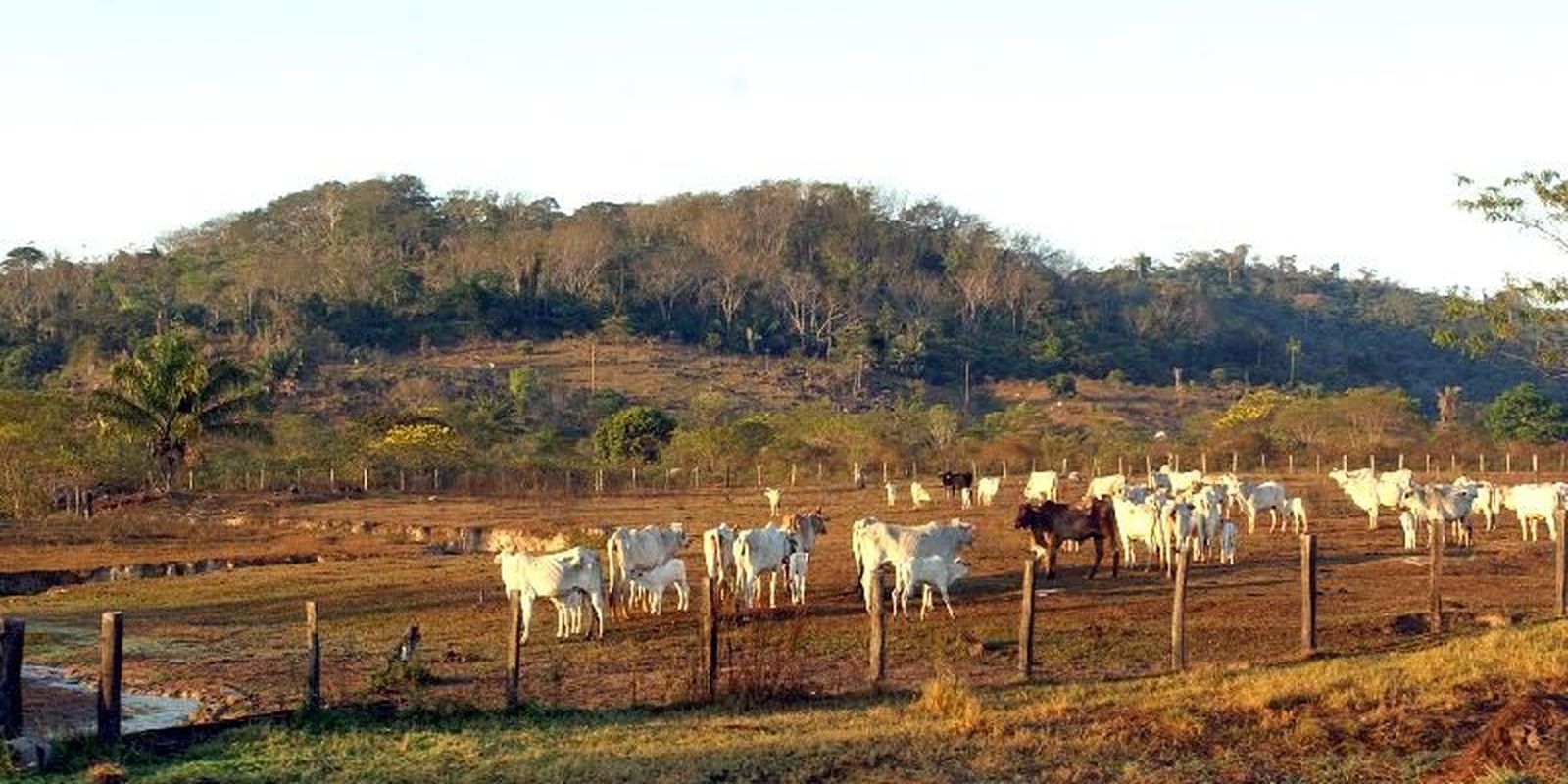 Agropecuária ocupa 30,5% do entorno de áreas protegidas da Amazônia