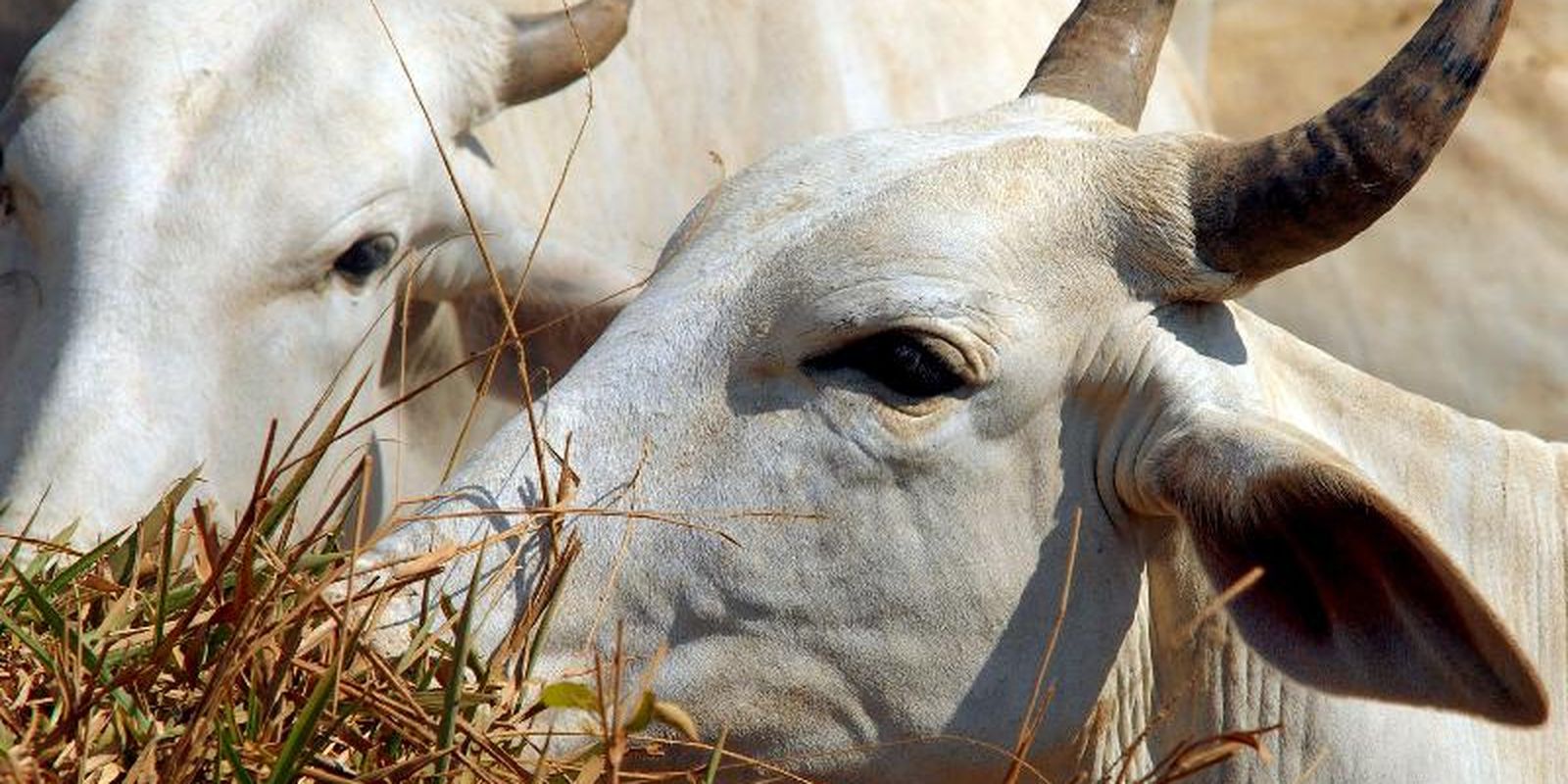 China eleva tarifa da carne brasileira a 67% após fim de cota