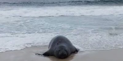 Elefante-marinho aparece em São Conrado; guarda-vidas isolam trecho da praia