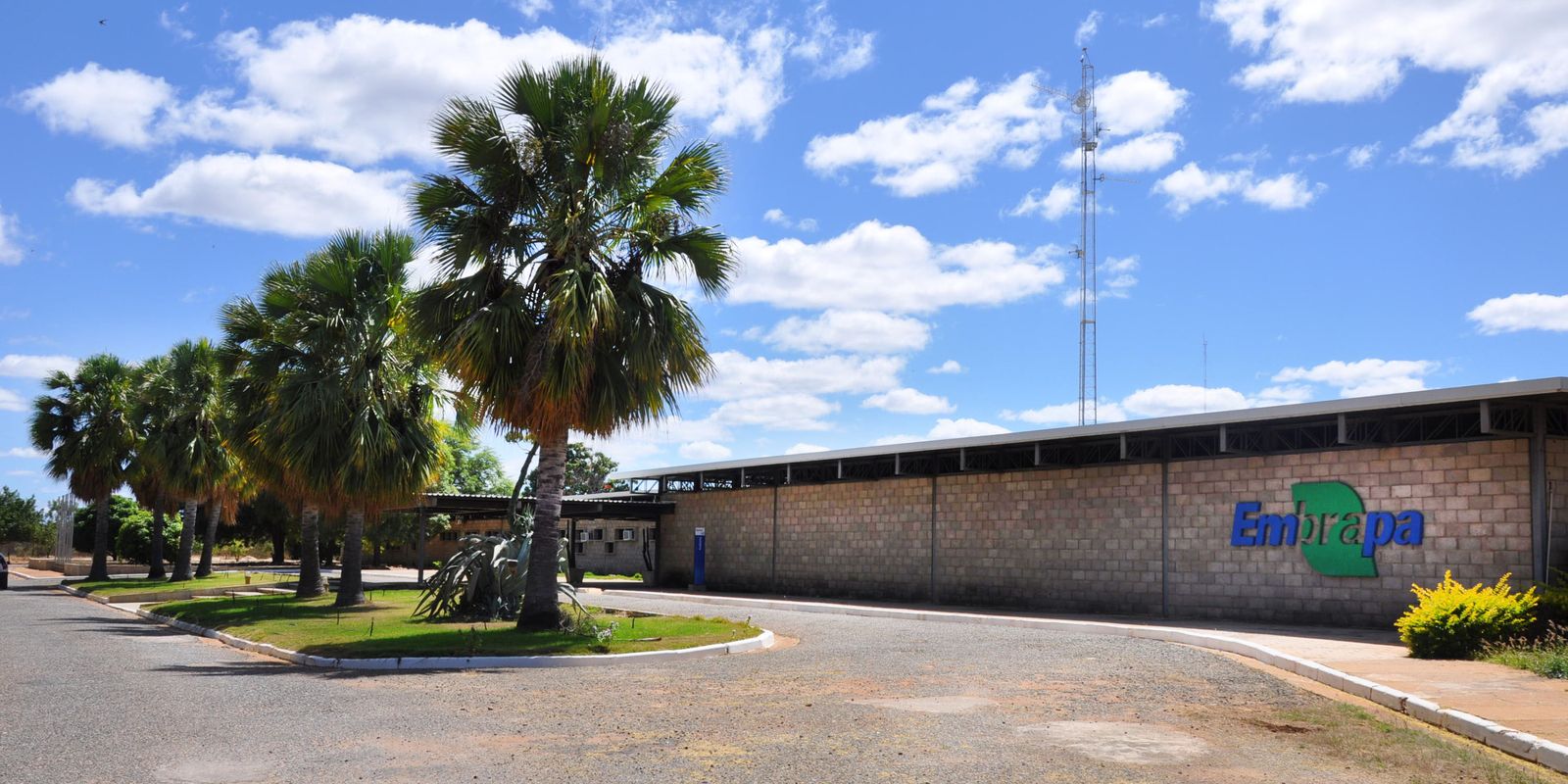 FAO nomeia Embrapa Florestas Centro de Referência em Florestas Plantadas