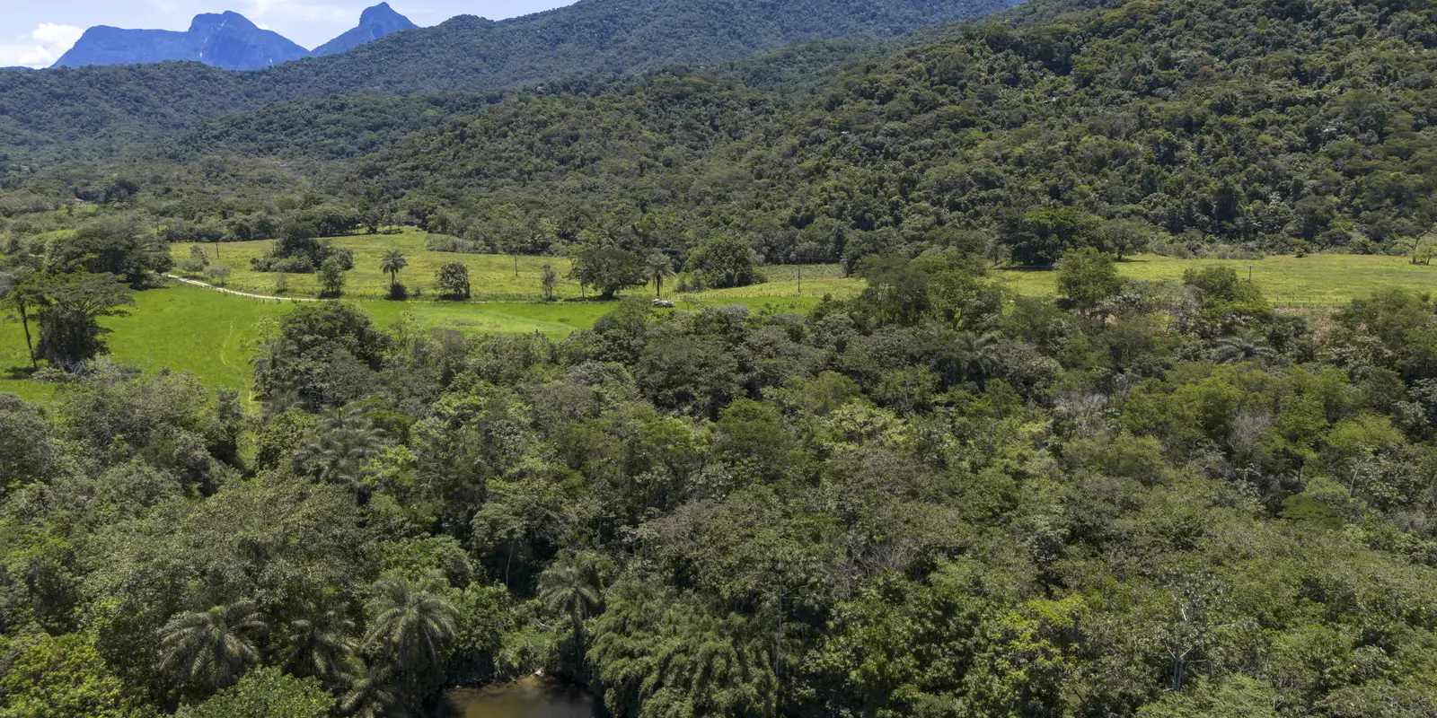 Fragmentação: área média de vegetação nativa cai 43% em 38 anos