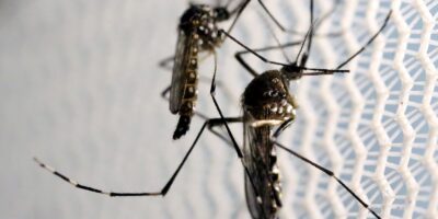 LIRAa: 49,2% dos municípios em alerta ou risco por Aedes aegypti