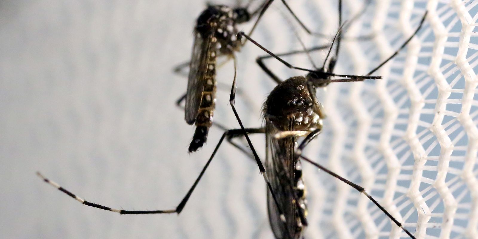 LIRAa: 49,2% dos municípios em alerta ou risco por Aedes aegypti