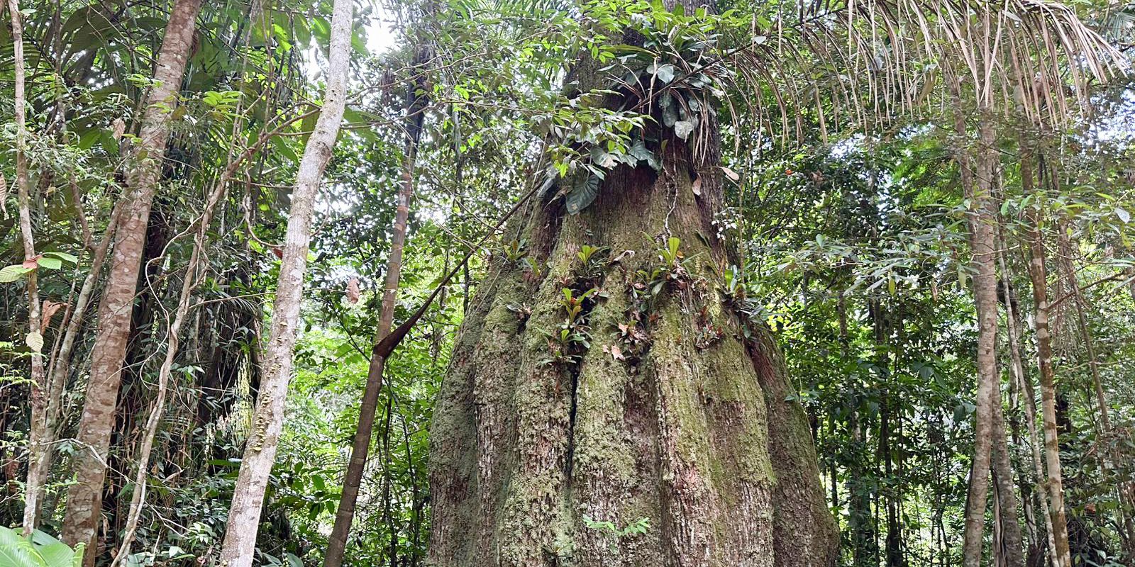 MMA atualiza lista oficial da flora: 3.730 espécies avaliadas