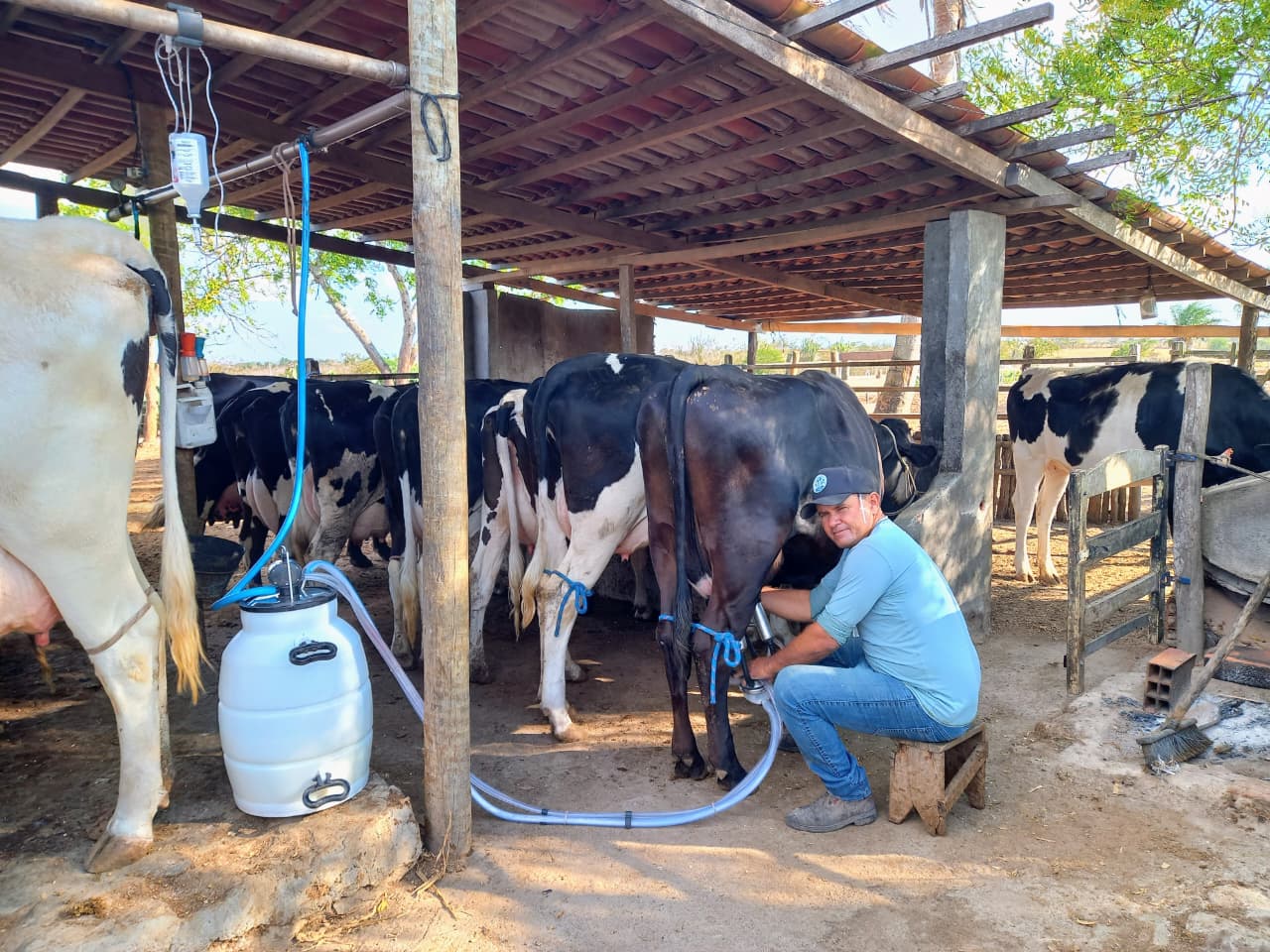 Júnior Barbosa durante a ordenha de vacas em sua propriedade