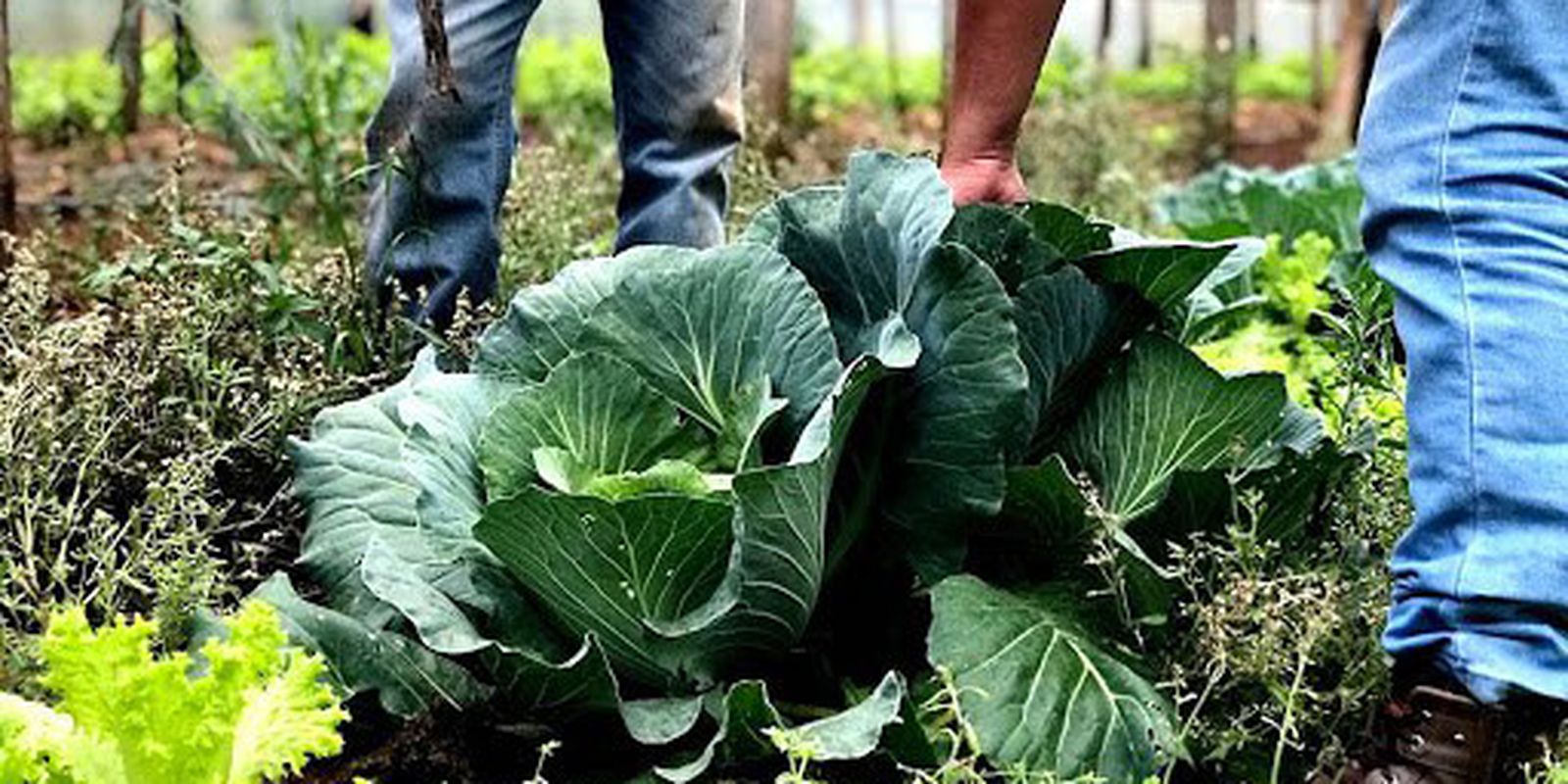 Produtores e cozinhas solidárias articulam ações para ampliar acesso a alimentos