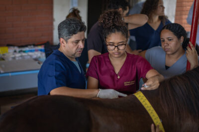 Equipe do Hospital Veterinário da UFS durante atendimento a um cavalo