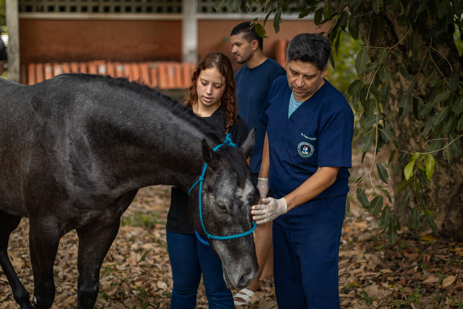 Avaliação clínica de equino durante atividade prática do projeto